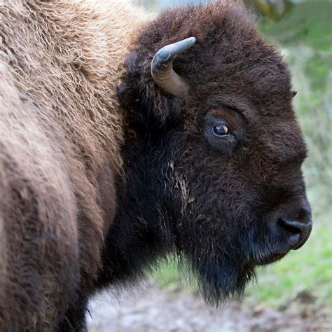 State Animal of Kansas | American Buffalo