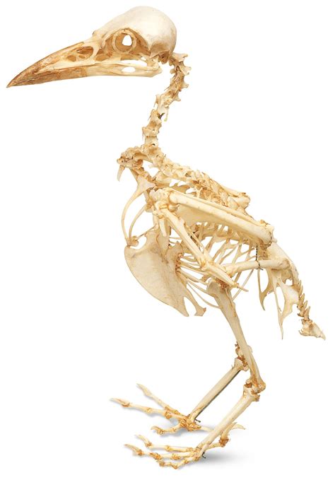 Bird Skeleton | Bird Anatomy | Inside a Bird | DK Find Out