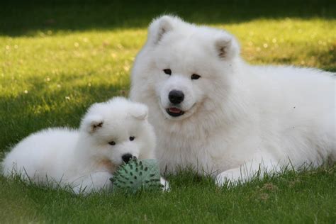 dog-breeds - S - Samoyed - Page 13