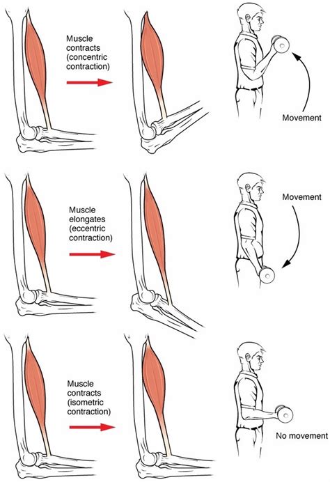 Three seconds of eccentric weight lifting boosts strength - Big Think