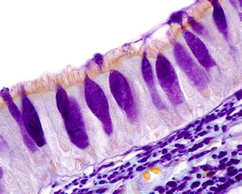 Goblet Cells Histology