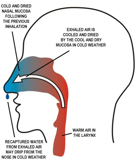 breathing through the nose | Nose, Breathe, Breathing exercises