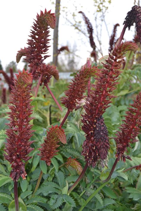 Giant honey flower, honey bush plant (Melianthus Major)