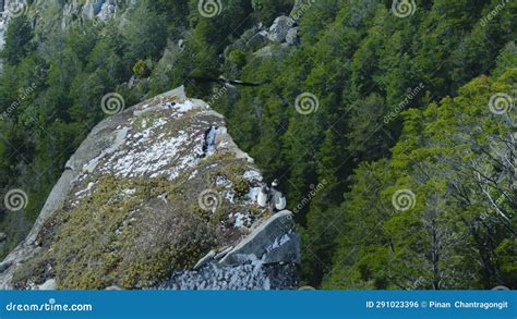 Andean Condor Nest in Forested Cliffs Stock Footage - Video of andes ...