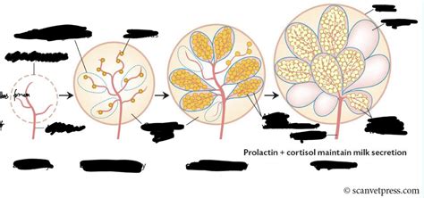 Mammogenesis stages Diagram | Quizlet