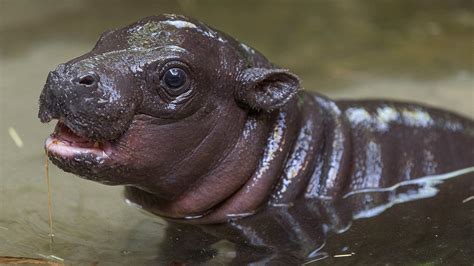 Newborn Hippopotamus