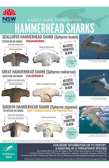 Hammerhead Shark ID Infographic