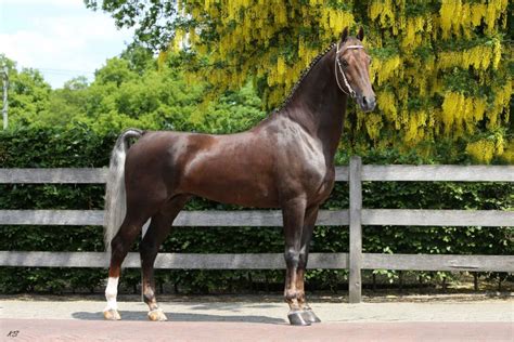 Dutch Harness Horse Breed Information, History, Videos, Pictures