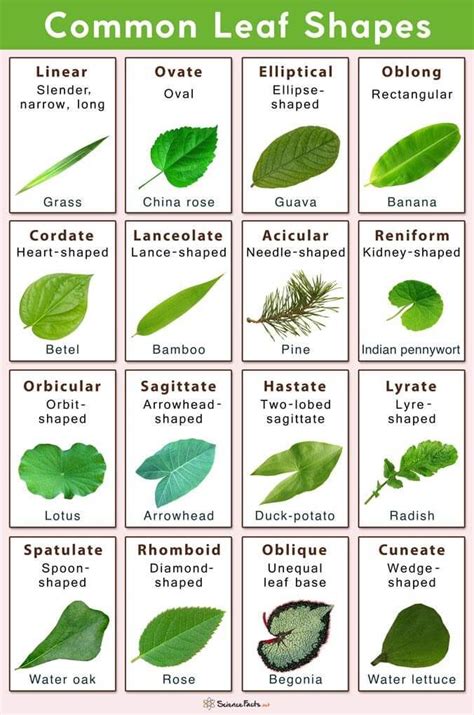 Types of Tree Leaves with Pictures for Easy Identification ...