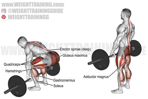 Barbell deadlift exercise instructions and video | Weight Training Guide