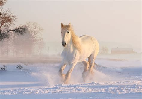 HD wallpaper: 4K, Running Horse, Snow, Winter, White horse | Wallpaper ...