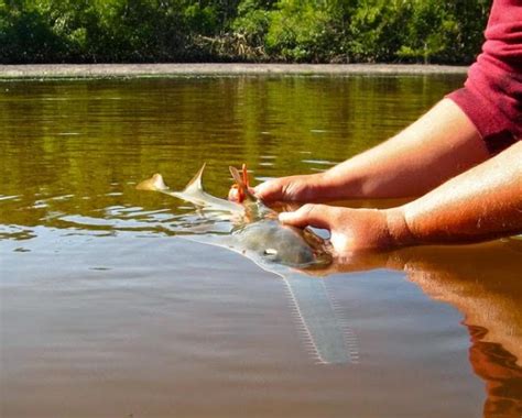 Smalltooth Sawfish "Critical Habitat" ... What? Here's What it Is ...