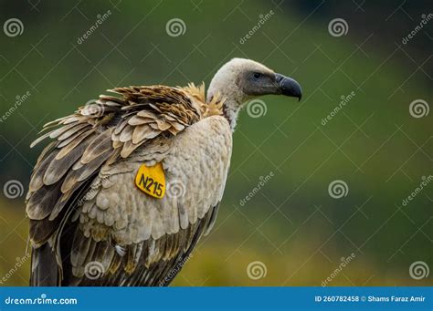 Portrait of a Marked Cape Vulture or Cape Griffon Also Known As Kolbe`s ...