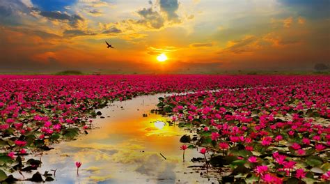 Sunset Lotus Garden HD Wallpaper