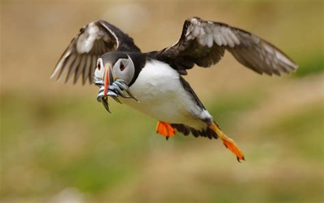 Puffin Facts: Types, Behavior, Habitat