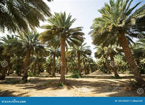 Date Palms in an African Oasis Stock Image - Image of travel ...