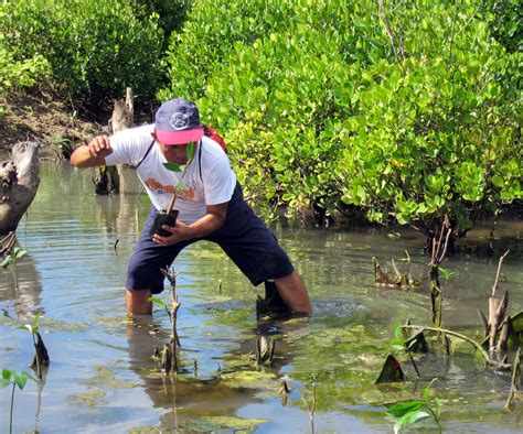 Importance of sediment flow for mangrove conservation and restoration | WWF