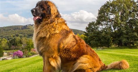 Top 12 Tallest Dogs - IMP WORLD