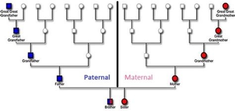 What Is The Definition Of Paternal - DEFINITIONVA