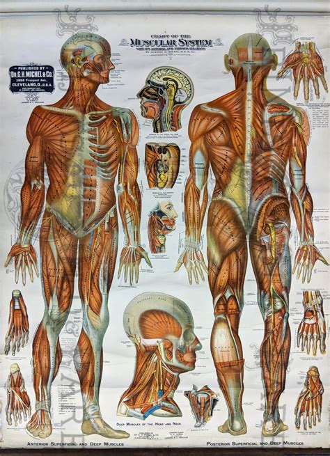 Prints Old & Rare - Medical, Surgical and Anatomy - Antique Maps & Prints