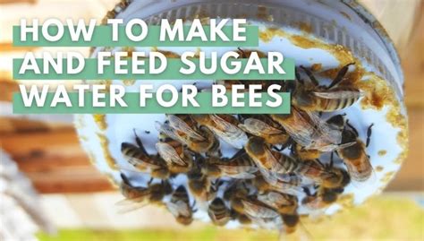 Sugar Water for Bees: Preparation and Feeding Guide