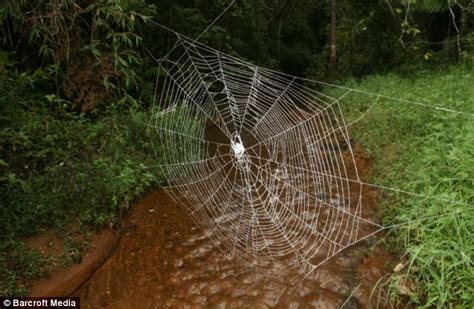 World's biggest spider web stretches more than 80 feet across river ...