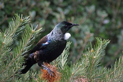 Zealandia: Preserving New Zealand Wildlife (Wellington): Travel Wonders