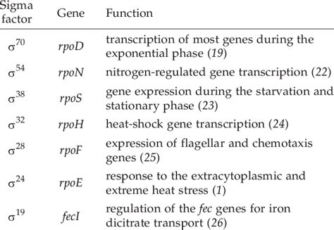 The sigma factors of E. coli and their specific functions | Download Table