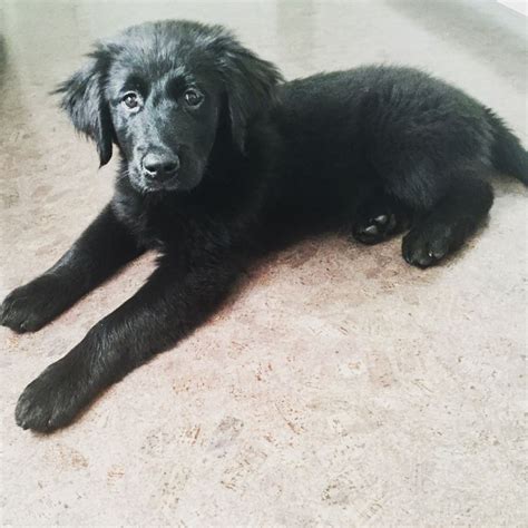 Puppy black lab/ golden retriever mix | Golden retriever mix puppies ...