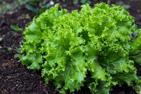 Growing Lettuce: How to Plant, Grow, and Harvest Fresh Lettuce