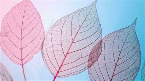 Leaf Outline Background Stock Photos, Images and Backgrounds for Free ...