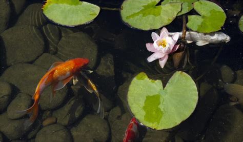 How To Create Your Own Natural Swimming Pool With Aquatic Plants?