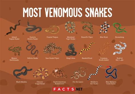 20 Most Venomous Snakes in the World - Facts.net