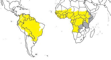 World Immunization Week: Yellow Fever updates and news | IAMAT