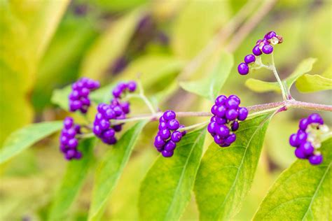 Beautyberry Shrub: Plant Care & Growing Guide