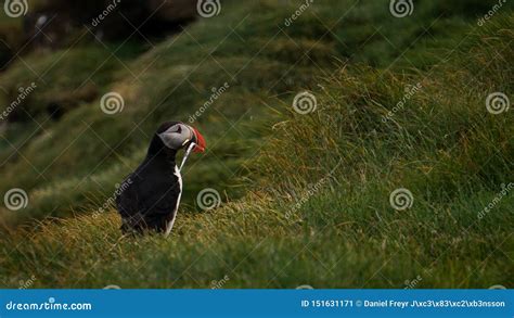 The Iconic Puffin In Iceland Stock Image - Image of animal, trip: 151631171