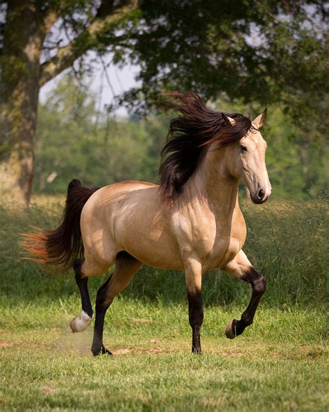 Buckskin Quarter Horse Wallpaper - Beautiful Buckskin QH (With images ...