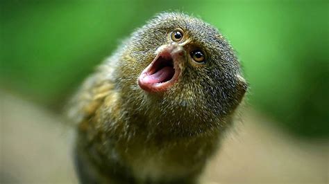 Pygmy Marmoset Or Dwarf Monkey, Cebuella Pygmaea, On Log In Front Of ...