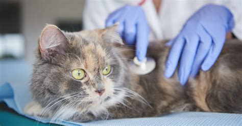 Treatment of Mycoplasma spp. infections in cats | Veterinary Practice