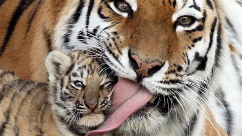 Baby Tiger Wallpapers | HD дэвсгэр зураг | Зураг | Зураг - YL Computing