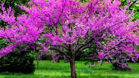 Buy Redbud Trees Online | Wholesale Tree Nursery