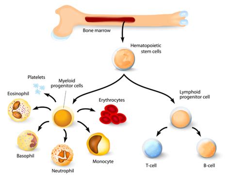 Bone Marrow- Types, Structure and Functions