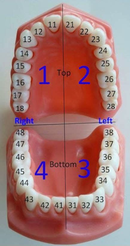 Tooth Identification