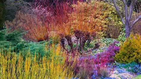 Winter, Cambridge University Botanic Garden, Cambridge, England ...