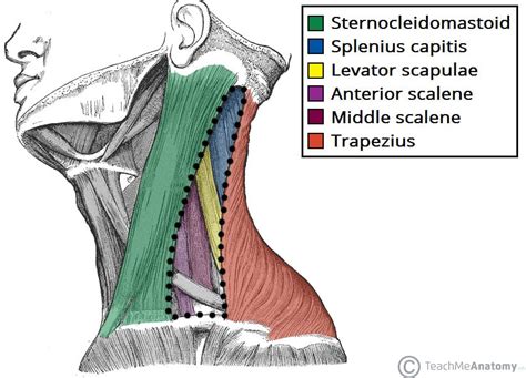 Posterior Triangle of the Neck - Subdivisions - TeachMeAnatomy