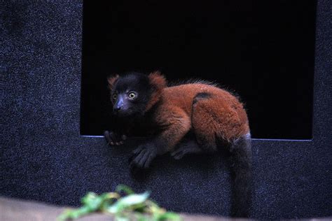 Baby Red Ruffed Lemur, Male, in Primate, Cat & Aquatics Bldg | Lemur ...