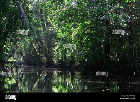 French guiana green hi-res stock photography and images - Alamy