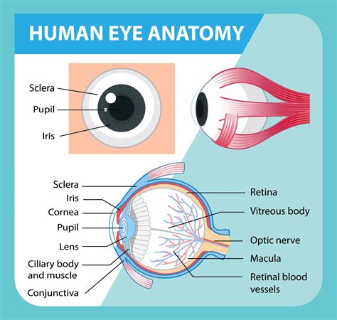 Eye Anatomy Chart