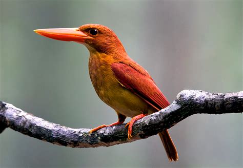 Species Of Japan - Blain Harasymiw Photography