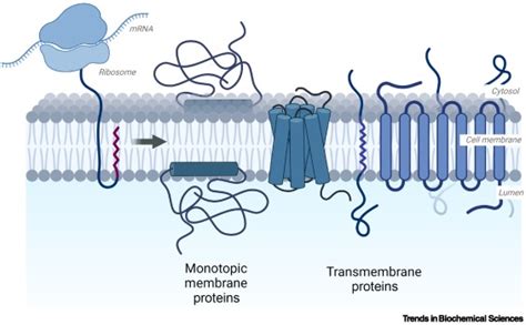 Membrane protein synthesis: no cells required: Trends in Biochemical ...